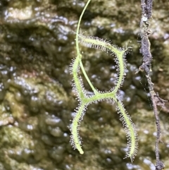 Drosera binata (Forked Sundew) at Fitzroy Falls, NSW - 23 Nov 2023 by AJB