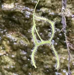 Drosera binata (Forked Sundew) at Wingecarribee Local Government Area by AJB