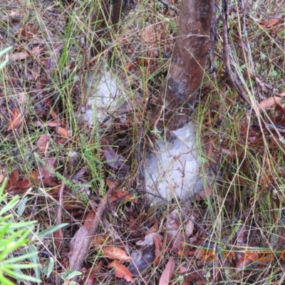 Unidentified Spider (Araneae) at Oakdale, NSW - 24 Nov 2023 by bufferzone