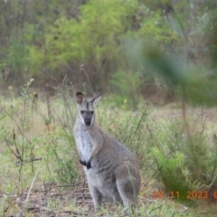 Notamacropus rufogriseus (Red-necked Wallaby) at Wollondilly Local Government Area - 25 Nov 2023 by bufferzone