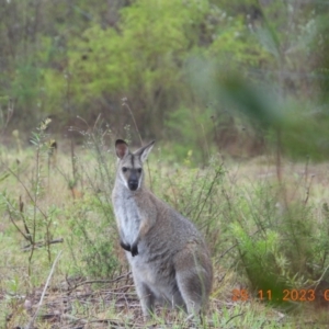 Notamacropus rufogriseus at Wollondilly Local Government Area - 25 Nov 2023