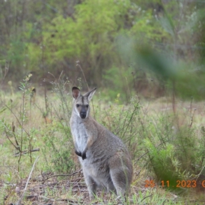 Notamacropus rufogriseus (Red-necked Wallaby) at Oakdale, NSW - 24 Nov 2023 by bufferzone