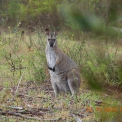 Notamacropus rufogriseus at Wollondilly Local Government Area - suppressed