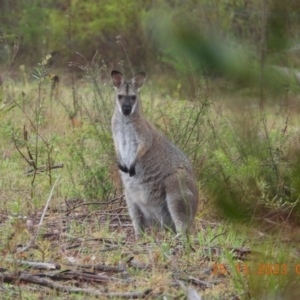 Notamacropus rufogriseus at Wollondilly Local Government Area - suppressed