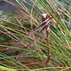 Austrophlebia costalis (Southern Giant Darner) at Wingecarribee Local Government Area - 22 Nov 2023 by AJB