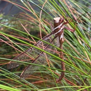 Austrophlebia costalis at Robertson - 23 Nov 2023