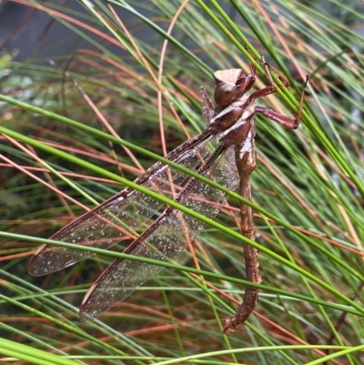 Austrophlebia costalis (Southern Giant Darner) at Robertson, NSW - 22 Nov 2023 by AJB