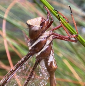 Austrophlebia costalis at Robertson - 23 Nov 2023