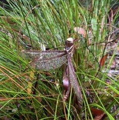 Austrophlebia costalis at Robertson - 23 Nov 2023