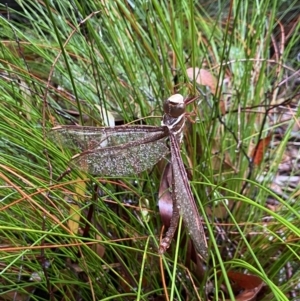 Austrophlebia costalis at Robertson - 23 Nov 2023