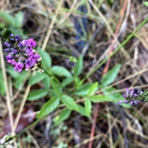 Cullen microcephalum at Wandiyali-Environa Conservation Area - suppressed