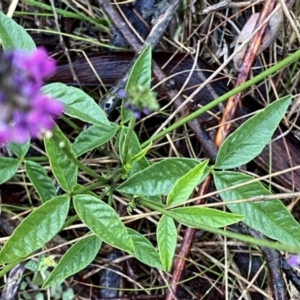 Cullen microcephalum at Wandiyali-Environa Conservation Area - suppressed