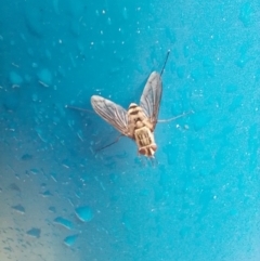 Prosena sp. (genus) (A bristle fly) at Tarago, NSW - 24 Nov 2023 by DrDJDavidJ