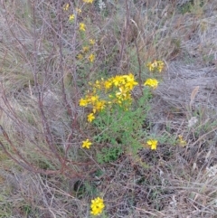 Hypericum perforatum (St John's Wort) at Tarago, NSW - 22 Nov 2023 by DrDJDavidJ