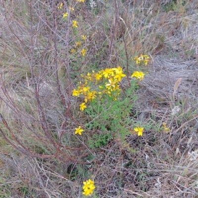 Hypericum perforatum (St John's Wort) at Tarago, NSW - 22 Nov 2023 by DrDJDavidJ