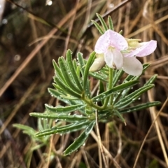 Lotus australis (Austral Trefoil) at QPRC LGA - 24 Nov 2023 by Wandiyali