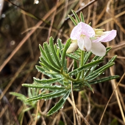 Lotus australis (Austral Trefoil) at Wandiyali-Environa Conservation Area - 24 Nov 2023 by Wandiyali