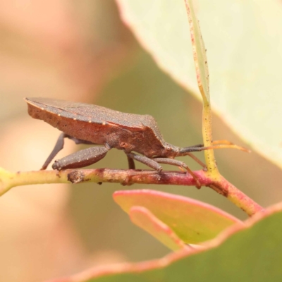 Amorbus sp. (genus) (Eucalyptus Tip bug) at Canberra Central, ACT - 23 Nov 2023 by ConBoekel