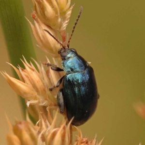 Arsipoda sp. (genus) at Black Mountain - 23 Nov 2023