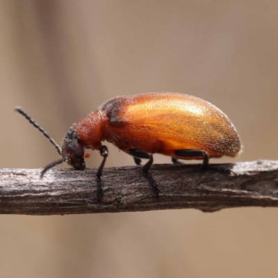 Ecnolagria grandis (Honeybrown beetle) at Black Mountain - 23 Nov 2023 by ConBoekel