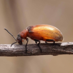 Ecnolagria grandis (Honeybrown beetle) at Black Mountain - 22 Nov 2023 by ConBoekel