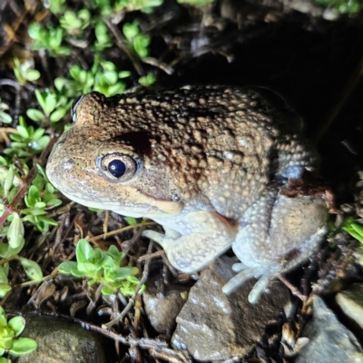 Limnodynastes dumerilii (Eastern Banjo Frog) at Braidwood, NSW - 24 Nov 2023 by MatthewFrawley