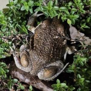 Limnodynastes dumerilii at QPRC LGA - 24 Nov 2023