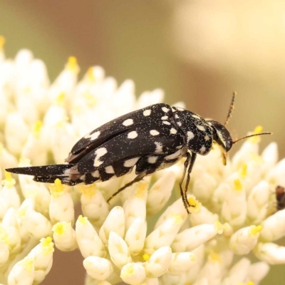 Mordella dumbrelli (Dumbrell's Pintail Beetle) at Black Mountain - 23 Nov 2023 by ConBoekel