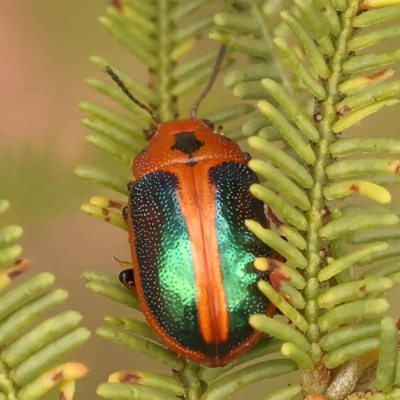 Calomela curtisi (Acacia leaf beetle) at Point 60 - 23 Nov 2023 by ConBoekel