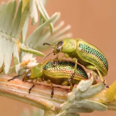 Calomela parilis (Leaf beetle) at Black Mountain - 23 Nov 2023 by ConBoekel