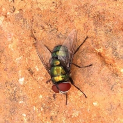 Rutilia (Chrysorutilia) sp. (genus & subgenus) (A Bristle Fly) at Canberra Central, ACT - 23 Nov 2023 by ConBoekel