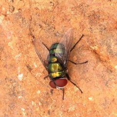 Rutilia (Chrysorutilia) sp. (genus & subgenus) (A Bristle Fly) at Point 5816 - 23 Nov 2023 by ConBoekel