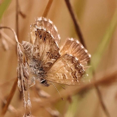 Neolucia agricola (Fringed Heath-blue) at Canberra Central, ACT - 23 Nov 2023 by ConBoekel