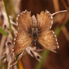 Neolucia agricola at Black Mountain - 23 Nov 2023 12:09 PM