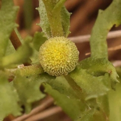 Centipeda cunninghamii (Common Sneezeweed) at Black Mountain - 23 Nov 2023 by ConBoekel