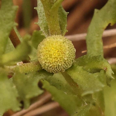 Centipeda cunninghamii (Common Sneezeweed) at Point 5816 - 23 Nov 2023 by ConBoekel