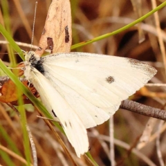 Pieris rapae (Cabbage White) at Canberra Central, ACT - 23 Nov 2023 by ConBoekel