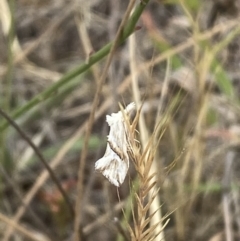 Heliocosma argyroleuca (A tortrix or leafroller moth) at Belconnen, ACT - 24 Nov 2023 by SteveBorkowskis