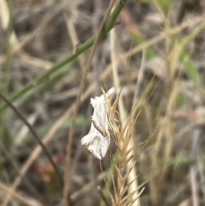 Heliocosma argyroleuca (A tortrix or leafroller moth) at Belconnen, ACT - 24 Nov 2023 by SteveBorkowskis