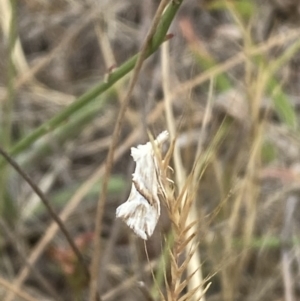 Heliocosma argyroleuca at Kama - 24 Nov 2023 01:04 PM