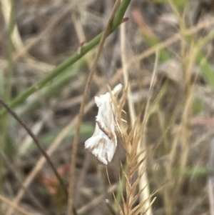 Heliocosma argyroleuca at Kama - 24 Nov 2023