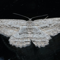 Scioglyptis loxographa (Light Grey Bark Moth) at Ainslie, ACT - 22 Nov 2023 by jb2602