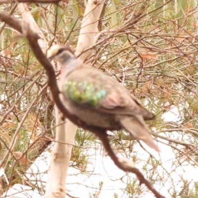 Phaps chalcoptera (Common Bronzewing) at Canberra Central, ACT - 23 Nov 2023 by ConBoekel