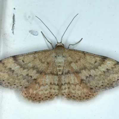 Scopula rubraria (Reddish Wave, Plantain Moth) at Ainslie, ACT - 23 Nov 2023 by jb2602