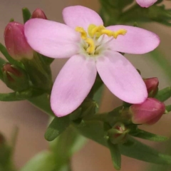 Centaurium sp. (Centaury) at Canberra Central, ACT - 22 Nov 2023 by ConBoekel