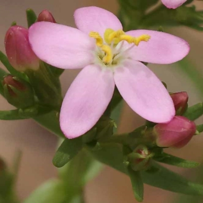 Centaurium sp. (Centaury) at Canberra Central, ACT - 22 Nov 2023 by ConBoekel