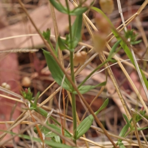 Centaurium sp. at Black Mountain - 23 Nov 2023