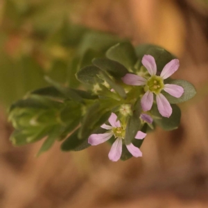 Lythrum hyssopifolia at Point 5816 - 23 Nov 2023 11:46 AM