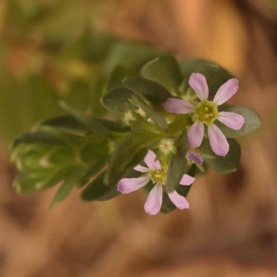 Lythrum hyssopifolia (Small Loosestrife) at Point 5816 - 23 Nov 2023 by ConBoekel