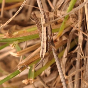 Macrotona australis at Point 60 - 23 Nov 2023 11:53 AM